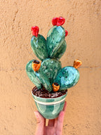 Prickly Pear Plant