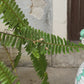 Moorish Heads Green Baroque Decoration