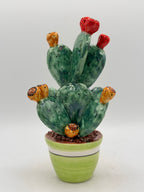 Prickly Pear Plant