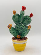 Prickly Pear Plant