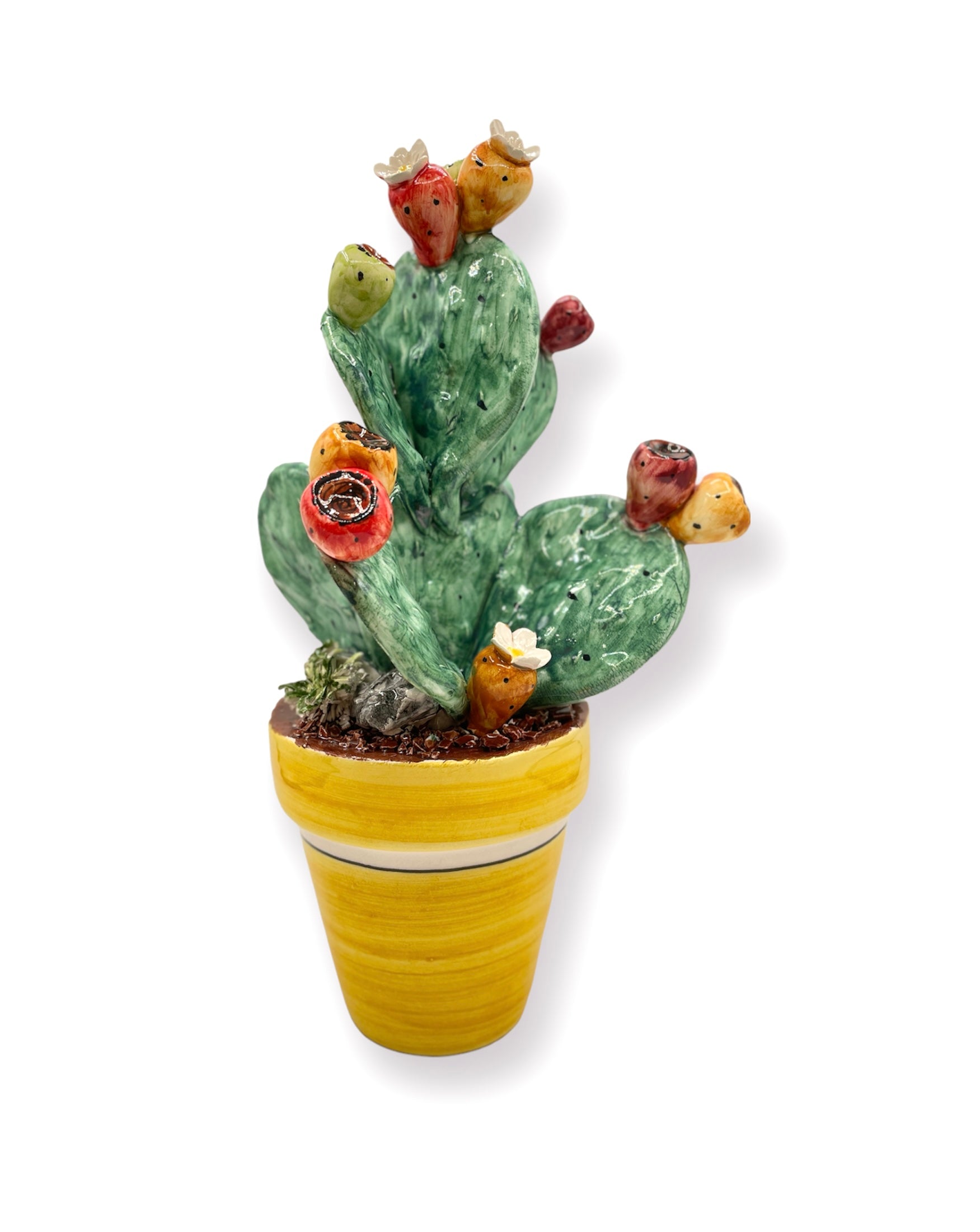 Plante de figue de barbarie