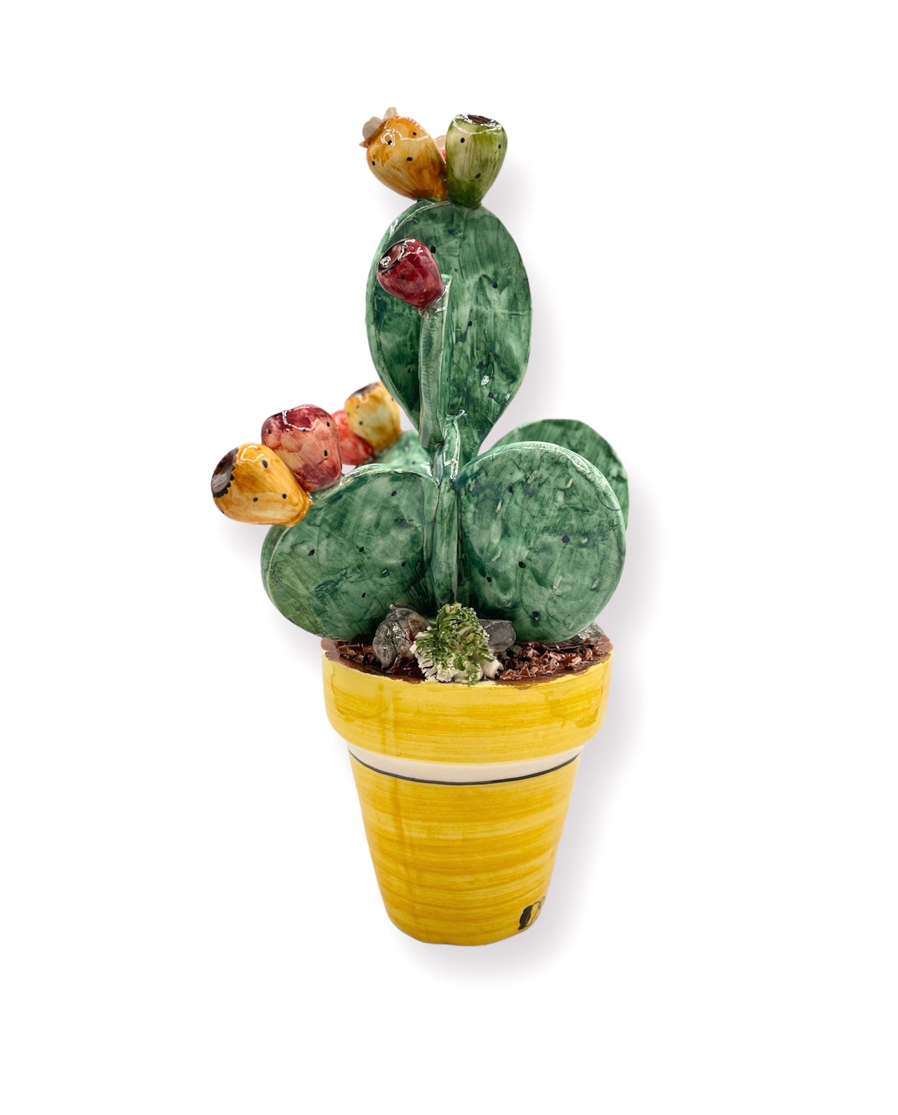 Plante de figue de barbarie